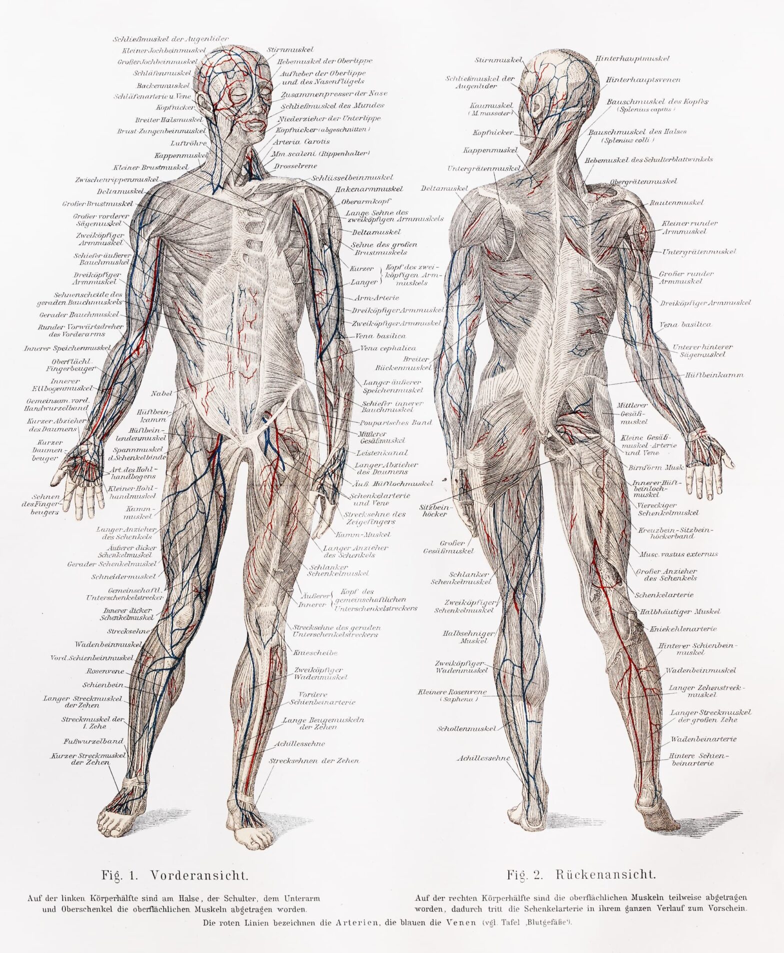 Featured image for post: Kinesiology Degrees: A Complete Guide